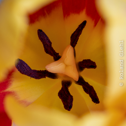 Tulpe-45er_Stack_Z105micro_001_20260101