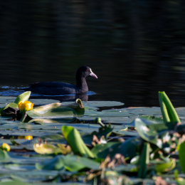 FFM_Stadtwald-Weiher_009_20160120