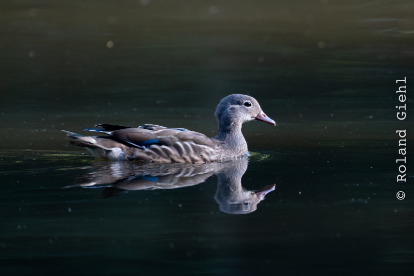FFM_Stadtwald-Weiher_001_20160120