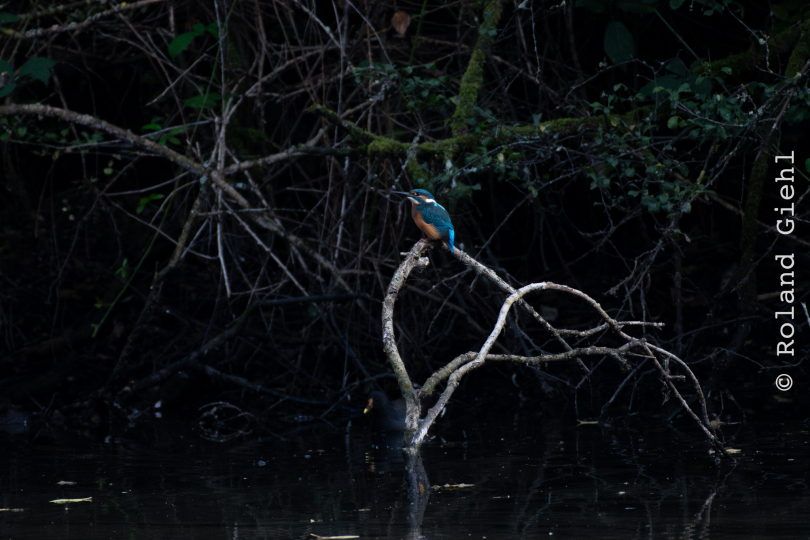 FFM_Stadtwald-Weiher_015_20160120