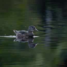 FFM_Stadtwald-Weiher_008_20160120