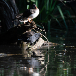FFM_Stadtwald-Weiher_002_20160120