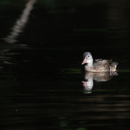 FFM_Stadtwald-Weiher_003_20160120