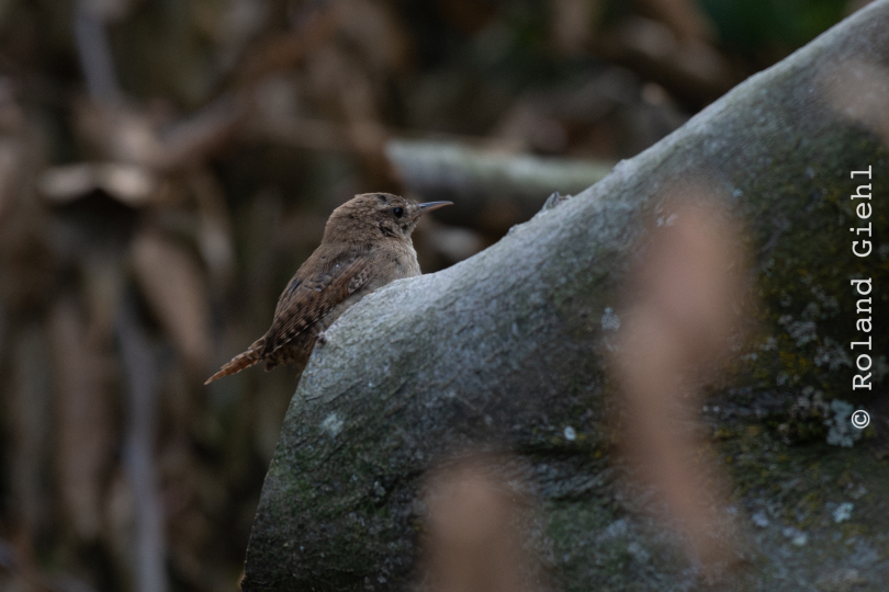FFM_Stadtwald-Weiher_010_20160120