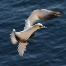 Urlaub2012-06-14_Helgoland_66