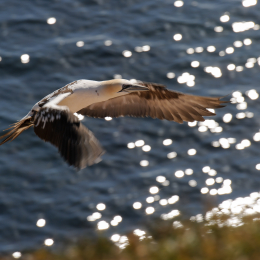 Urlaub2012-06-14_Helgoland_68