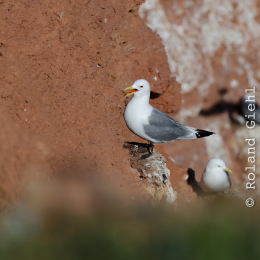 Urlaub2012-06-14_Helgoland_72