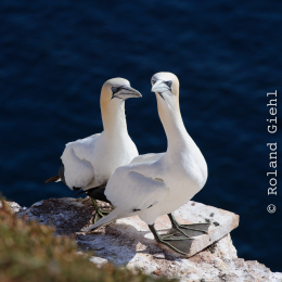 Urlaub2012-06-14_Helgoland_64