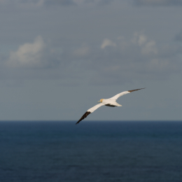 Urlaub2012-06-14_Helgoland_38