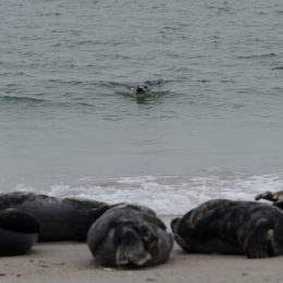 Urlaub2012-06-15_Helgoland_05