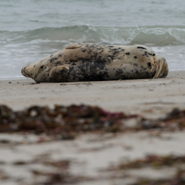 Urlaub2012-06-15_Helgoland_04