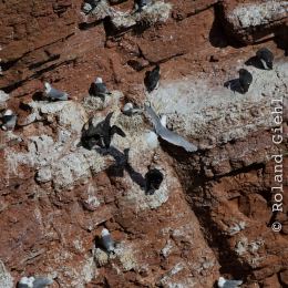 Urlaub2012-06-14_Helgoland_70