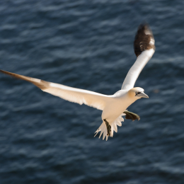 Urlaub2012-06-14_Helgoland_67