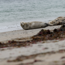 Urlaub2012-06-15_Helgoland_03