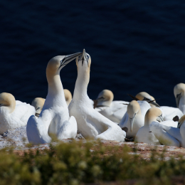 Urlaub2012-06-14_Helgoland_71