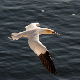 Urlaub2012-06-14_Helgoland_69