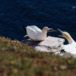 Urlaub2012-06-14_Helgoland_65