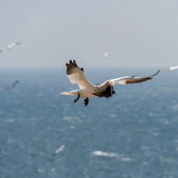 Helgoland_Tag_11_20140714_131