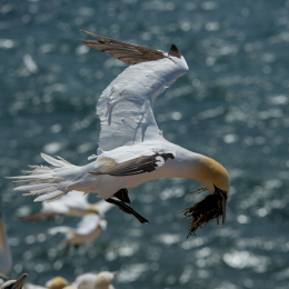Helgoland_Tag_11_20140714_270