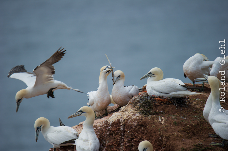 Helgoland_Tag_03_20140706_029