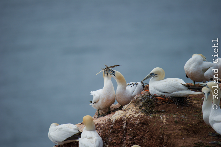 Helgoland_Tag_03_20140706_030