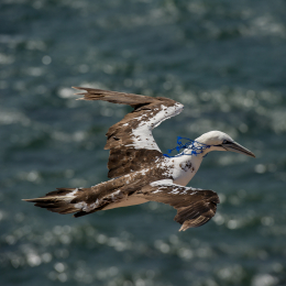 Helgoland_Tag_11_20140714_099