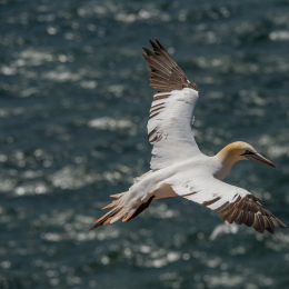 Helgoland_Tag_11_20140714_102