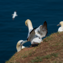 Helgoland_Tag_07_20140710_024
