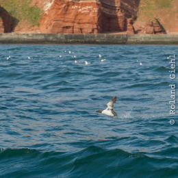 Helgoland_Tag_11_20140714_419