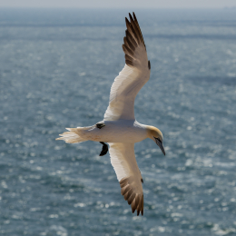 Helgoland_Tag_11_20140714_250