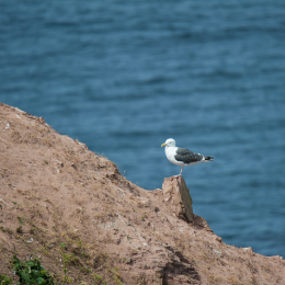Helgoland_Tag_12_20140716_094