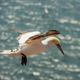Helgoland_Tag_11_20140714_164