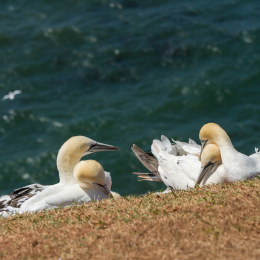 Helgoland_Tag_11_20140714_150