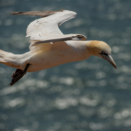 Helgoland_Tag_11_20140714_090