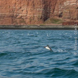 Helgoland_Tag_11_20140714_421