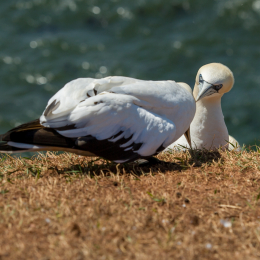 Helgoland_Tag_11_20140714_168