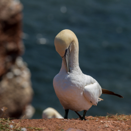 Helgoland_Tag_11_20140714_263