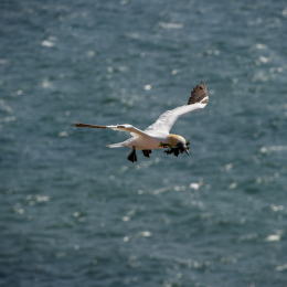 Helgoland_Tag_11_20140714_257