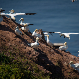 Helgoland_Tag_07_20140710_101