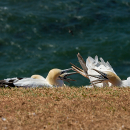 Helgoland_Tag_11_20140714_153