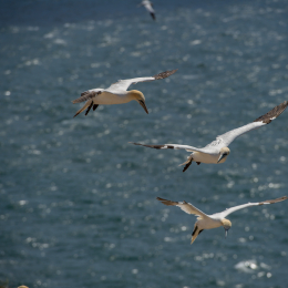 Helgoland_Tag_11_20140714_105