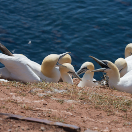 Helgoland_Tag_12_20140716_185