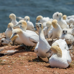 Helgoland_Tag_11_20140714_212