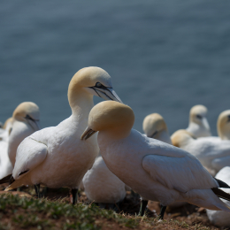 Helgoland_Tag_07_20140710_015