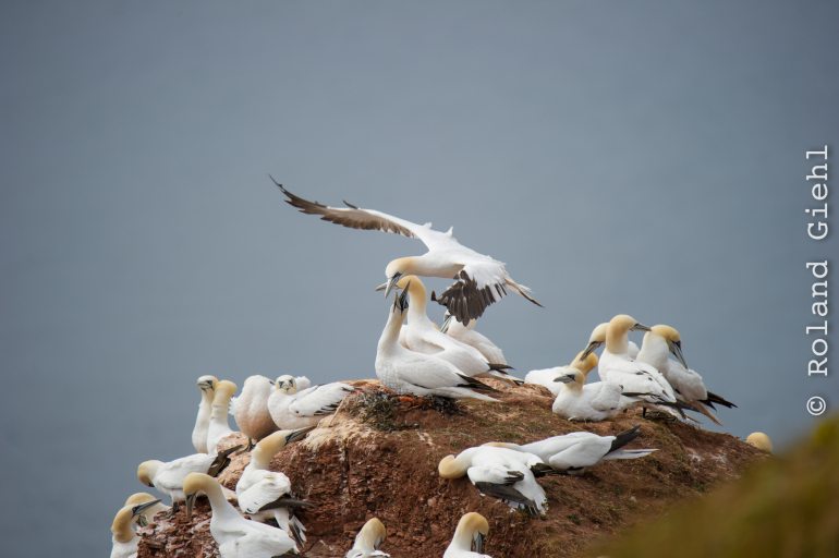 Helgoland_Tag_03_20140706_019