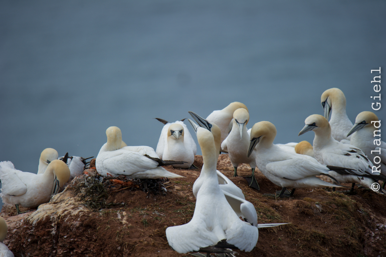 Helgoland_Tag_03_20140706_032