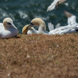 Helgoland_Tag_11_20140714_173