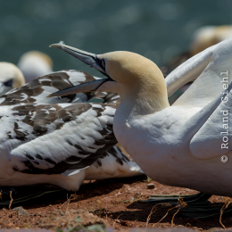 Helgoland_Tag_11_20140714_220