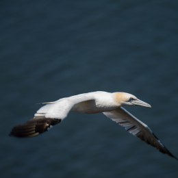 Helgoland_Tag_07_20140710_098