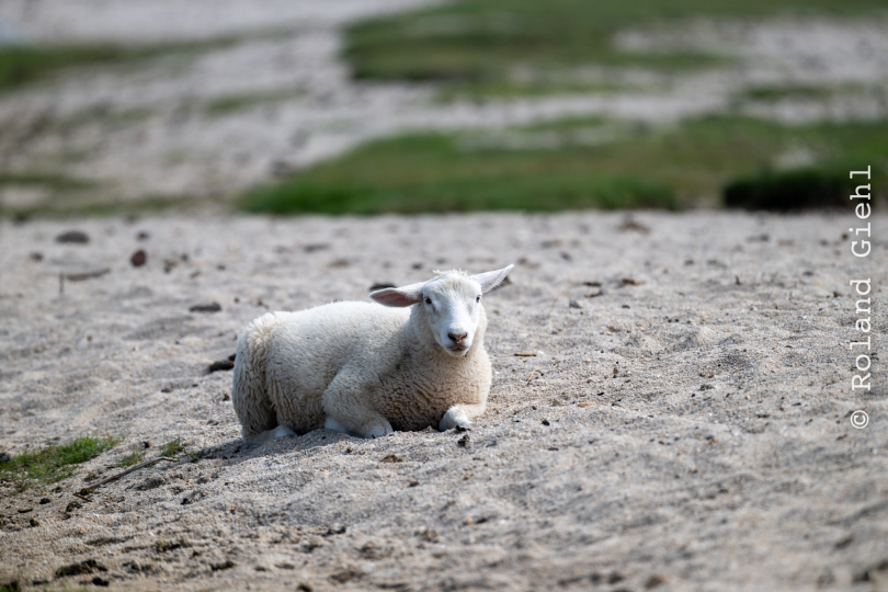 Sylt-2025_020_20250613
